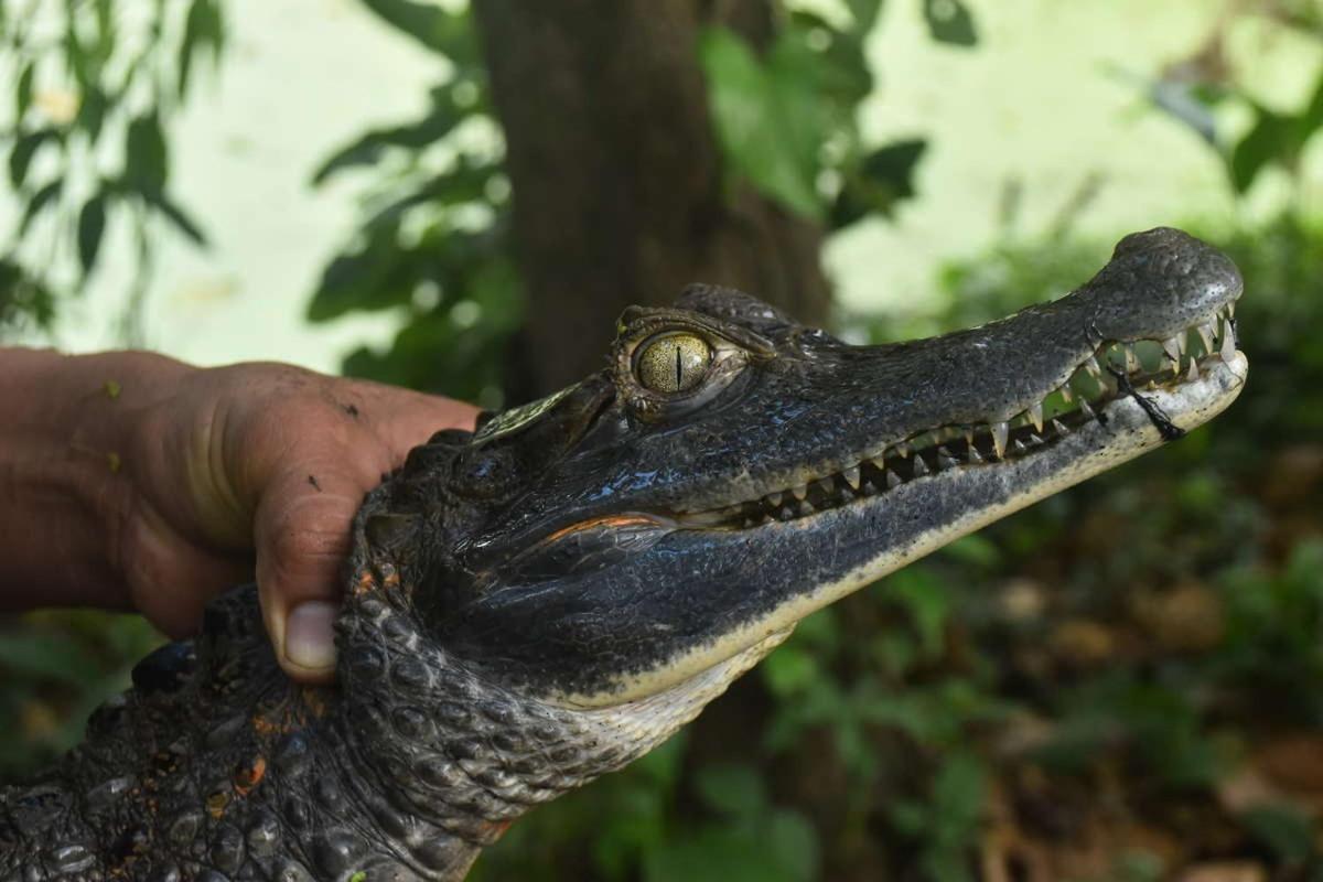 Marupa Expeditions Amazon Tours