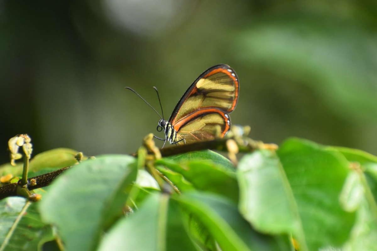 Marupa Expeditions Amazon Tours