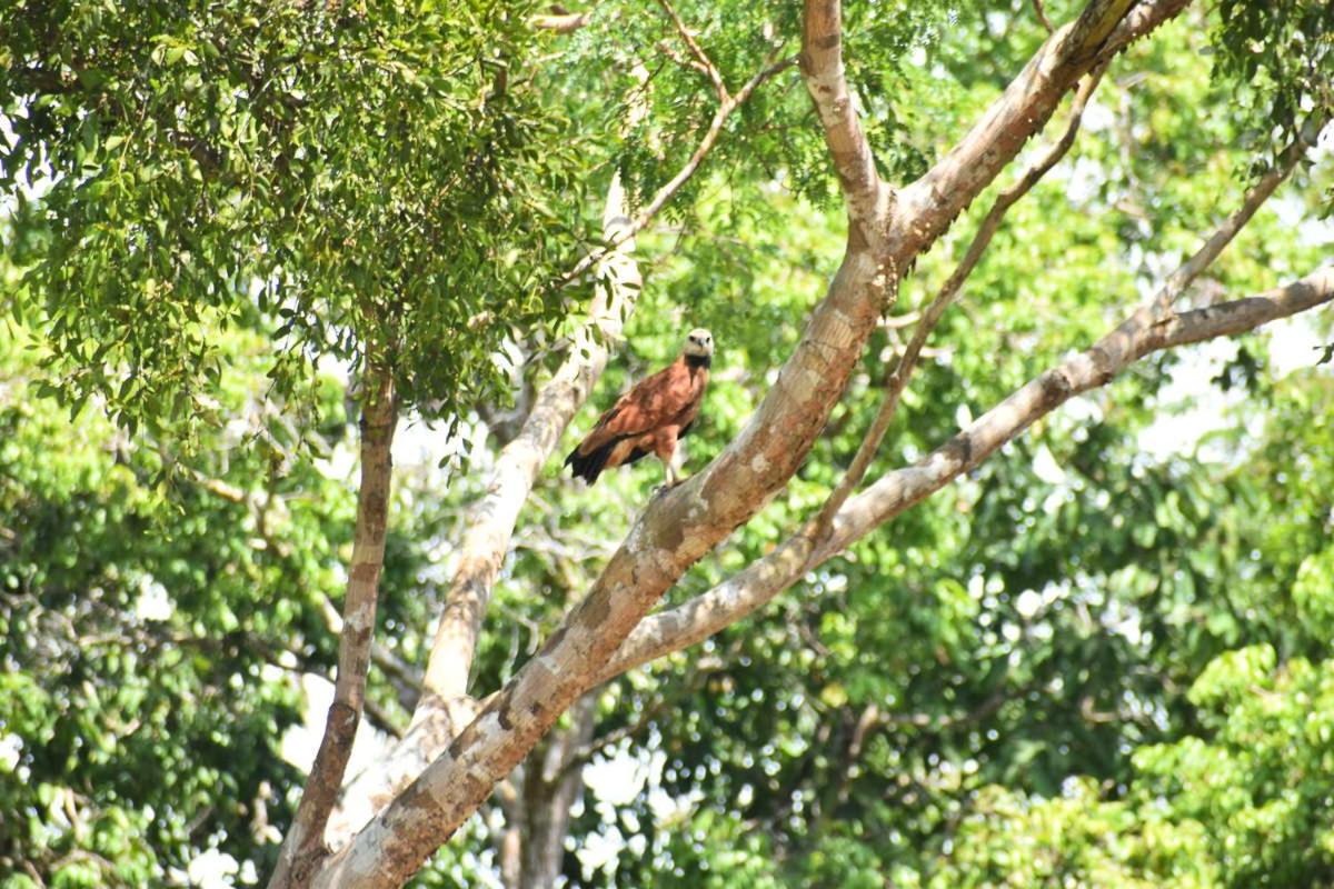 Marupa Expeditions Amazon Tours