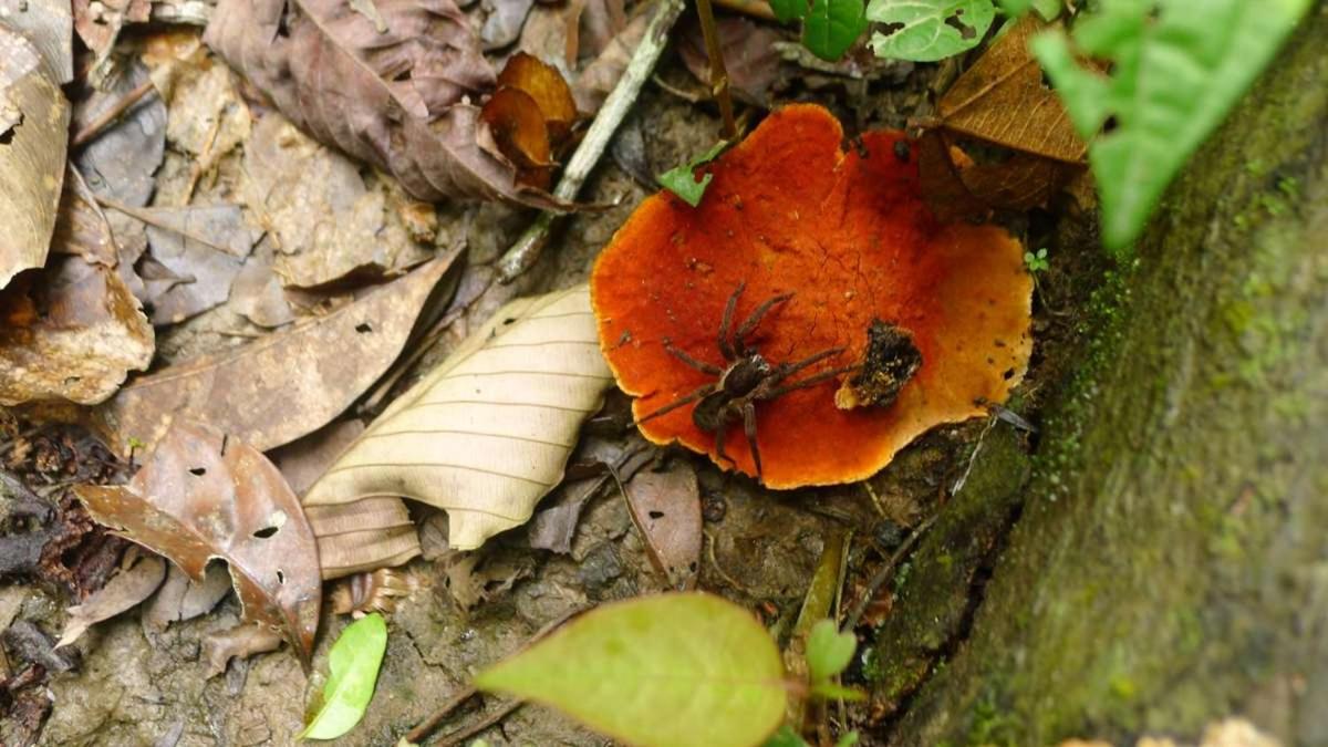 Marupa Expeditions Amazon Tours