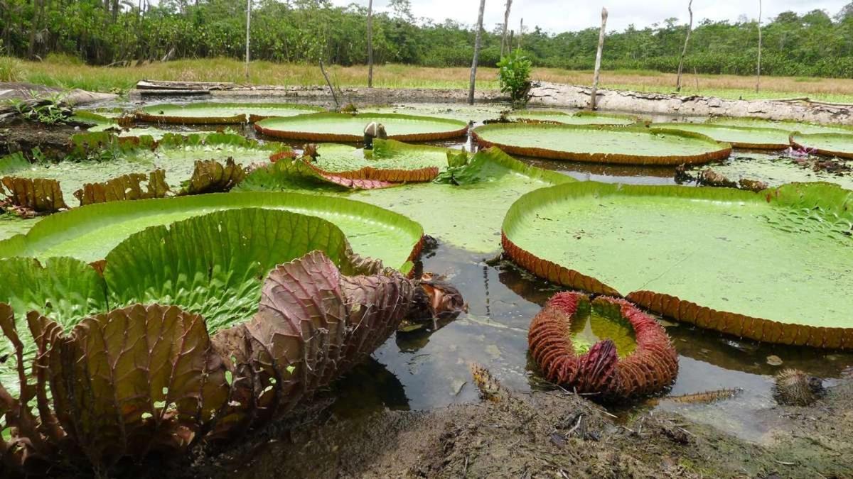 Marupa Expeditions Amazon Tours