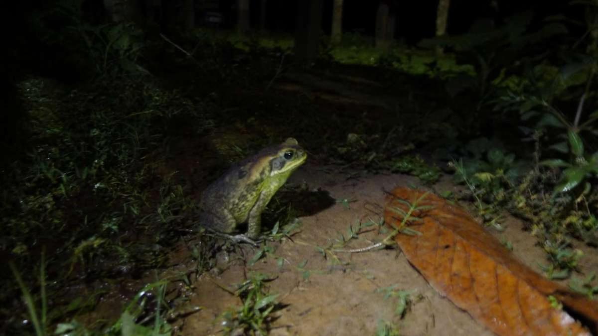 Marupa Expeditions Amazon Tours