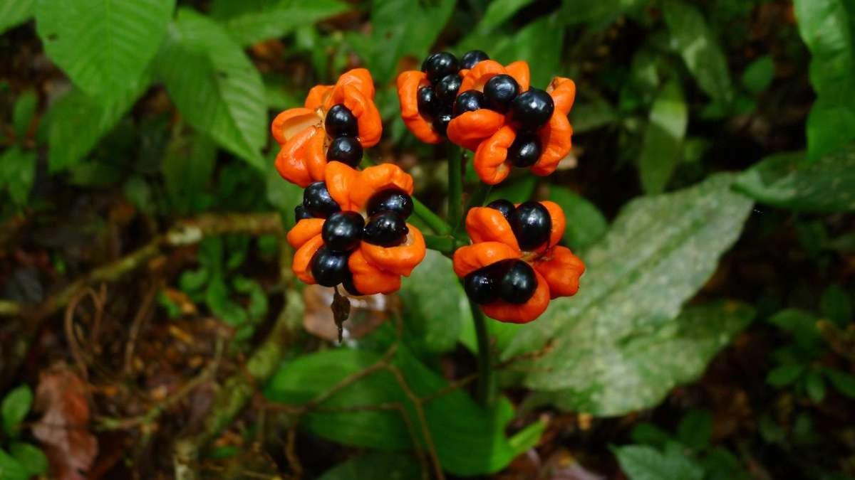 Marupa Expeditions Amazon Tours