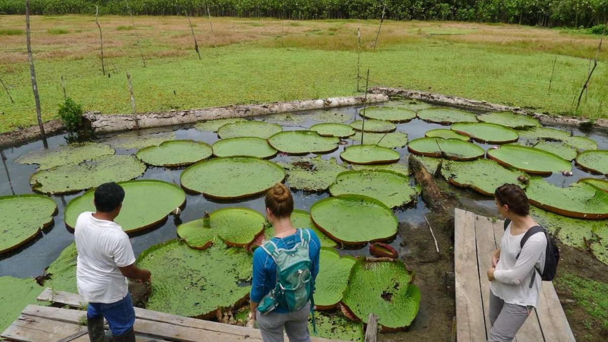 Marupa Expeditions Amazon Tours