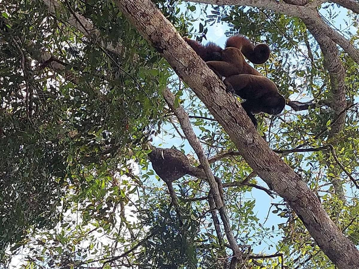 Marupa Expeditions Amazon Tours