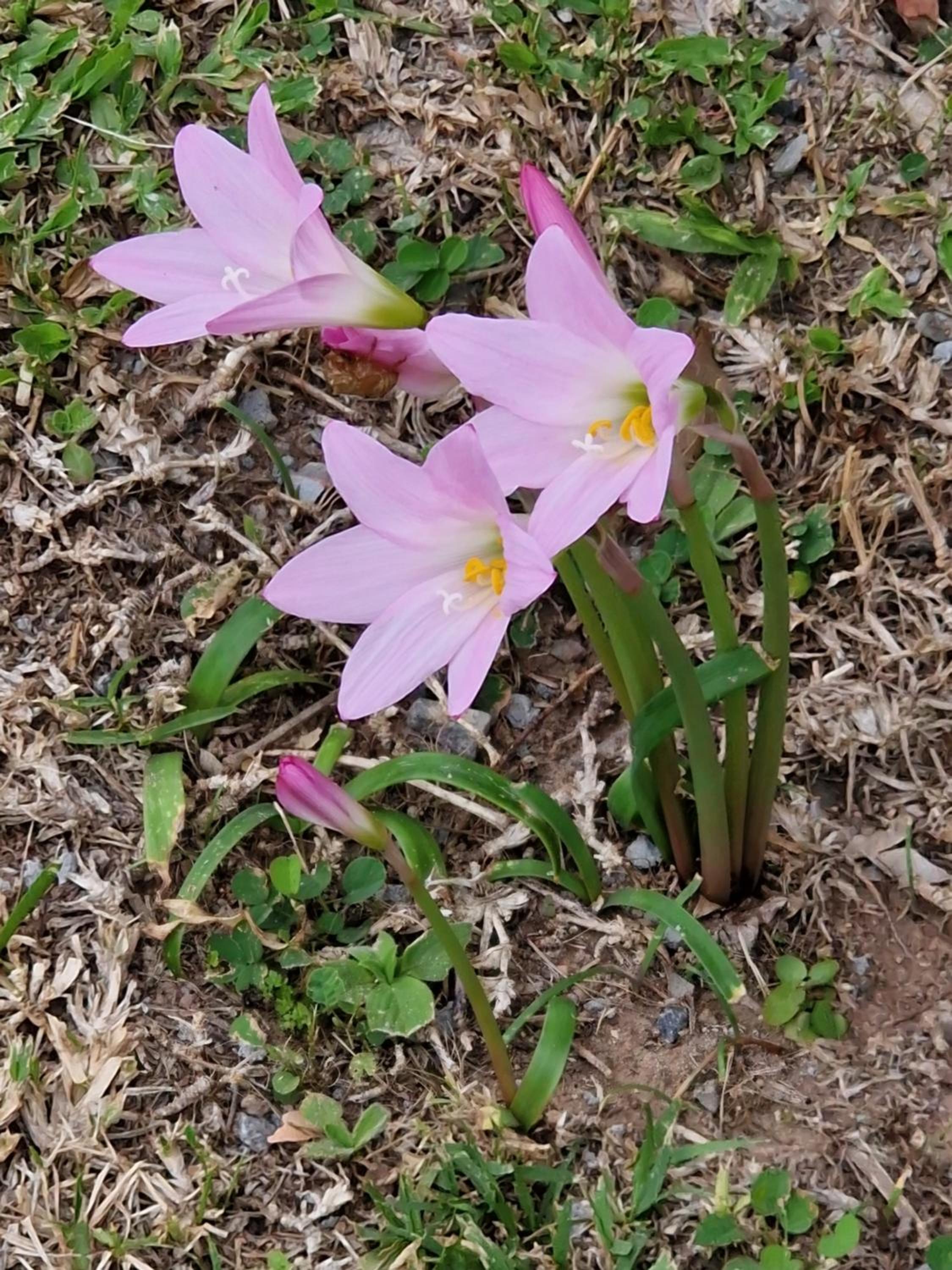 CalaRosa Condomínio