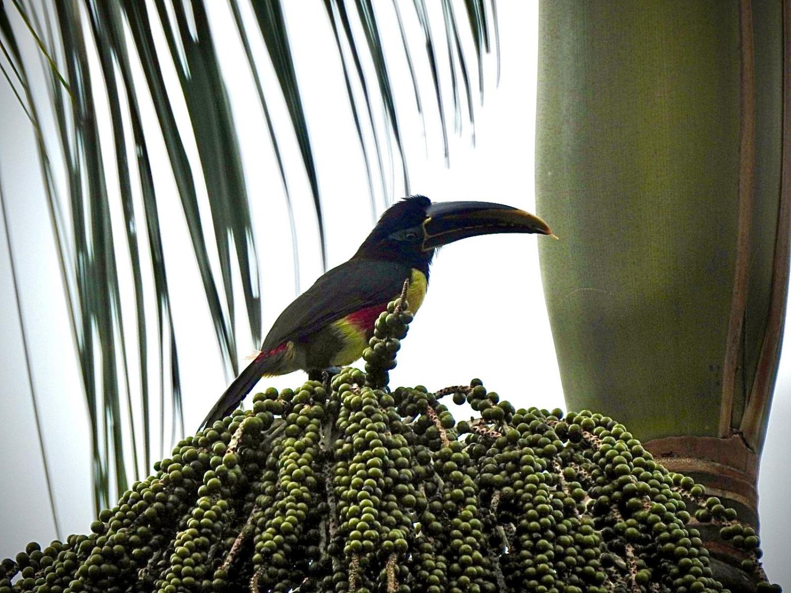 Reserva Îkü Amazonas