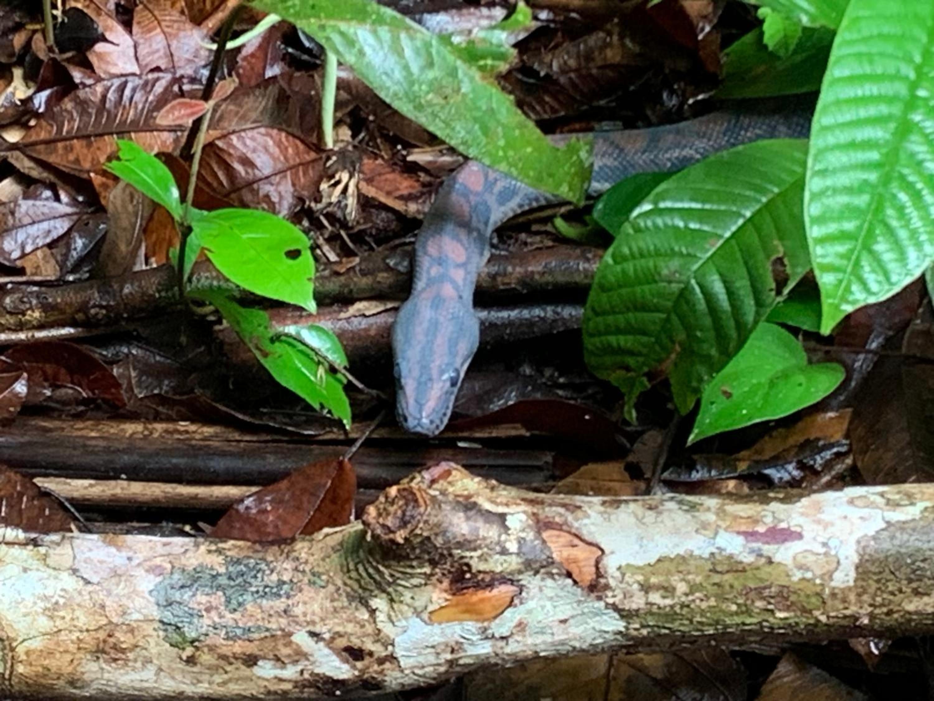 Reserva Îkü Amazonas