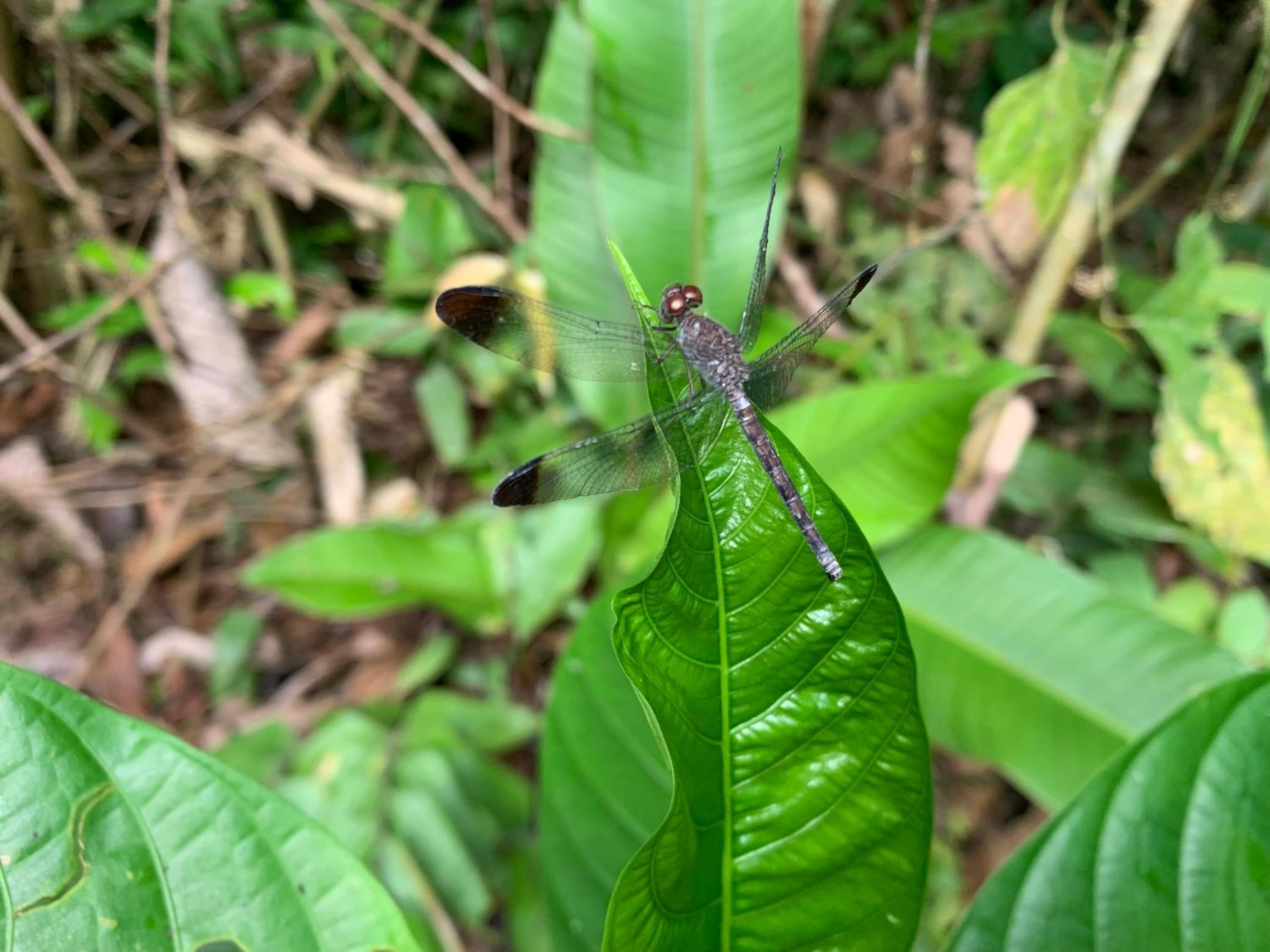 Reserva Îkü Amazonas