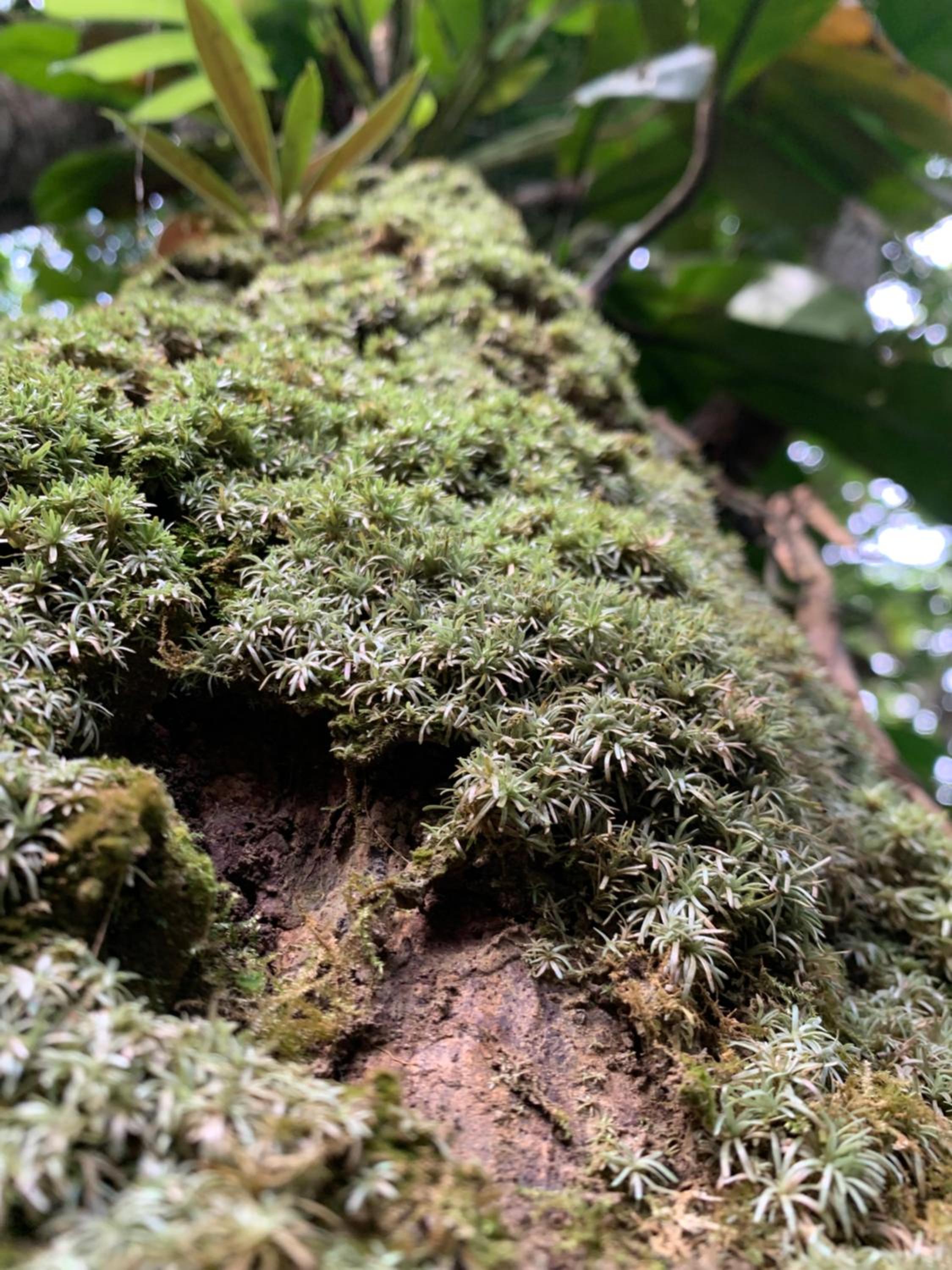 Reserva Îkü Amazonas