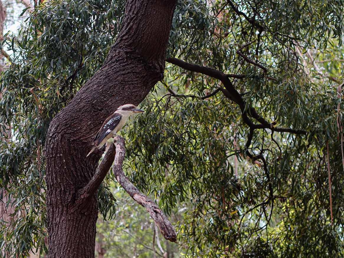 Mountainside Villas Halls Gap