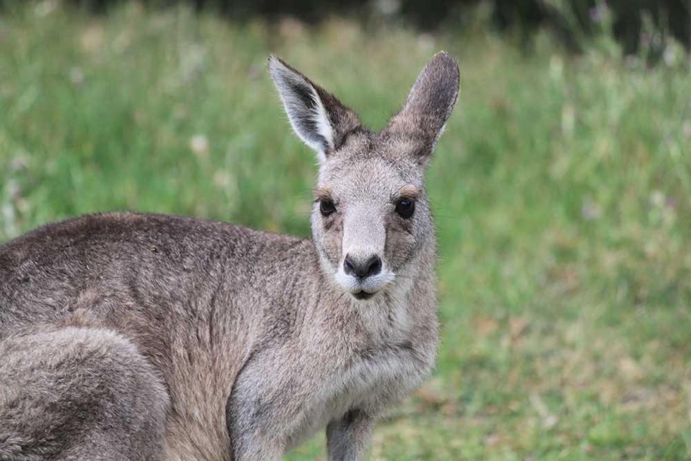 Mountainside Villas Halls Gap