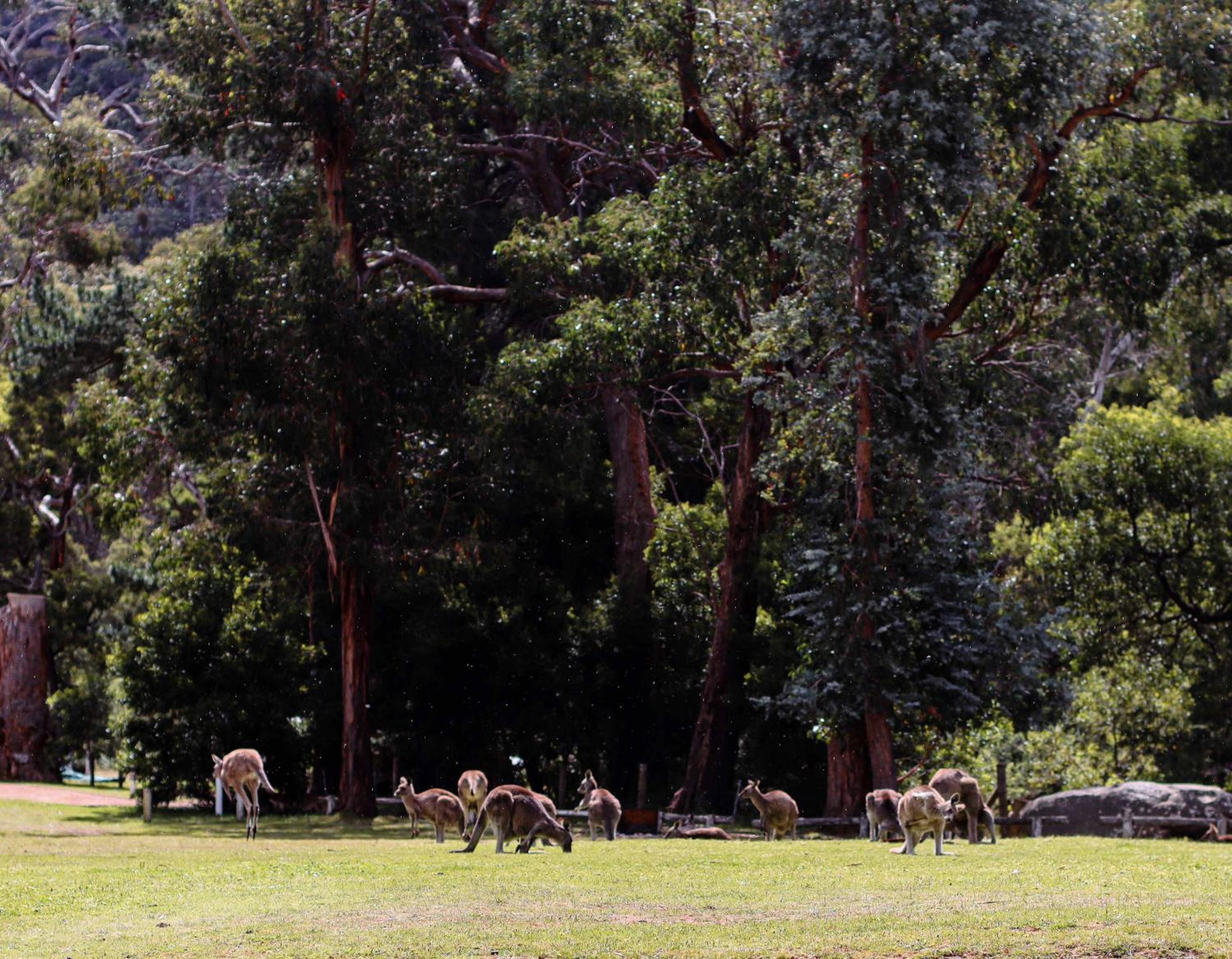 Mountainside Villas Halls Gap