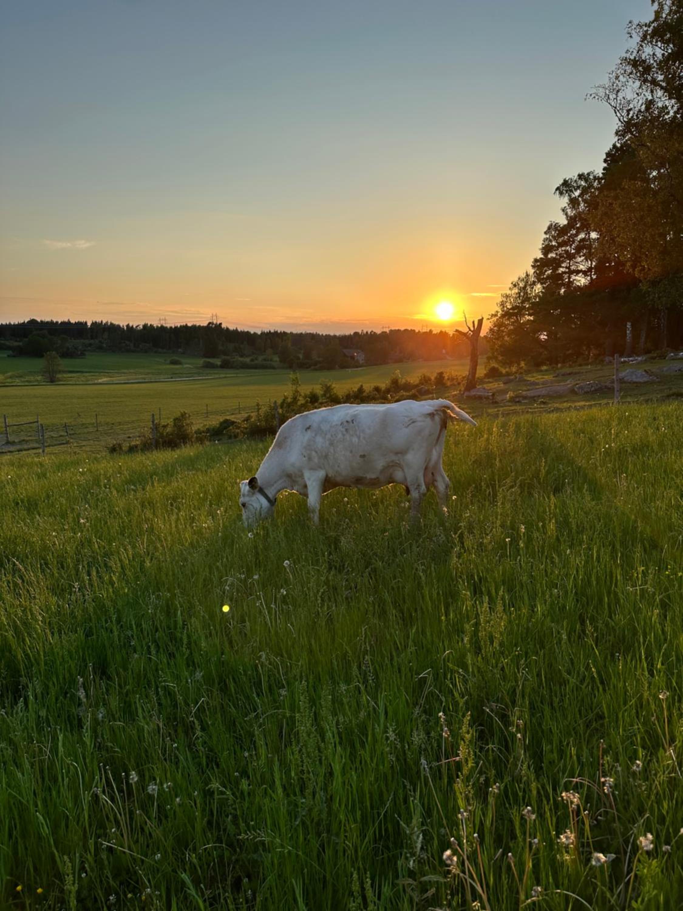 Resta gård bondgårdhotellrum