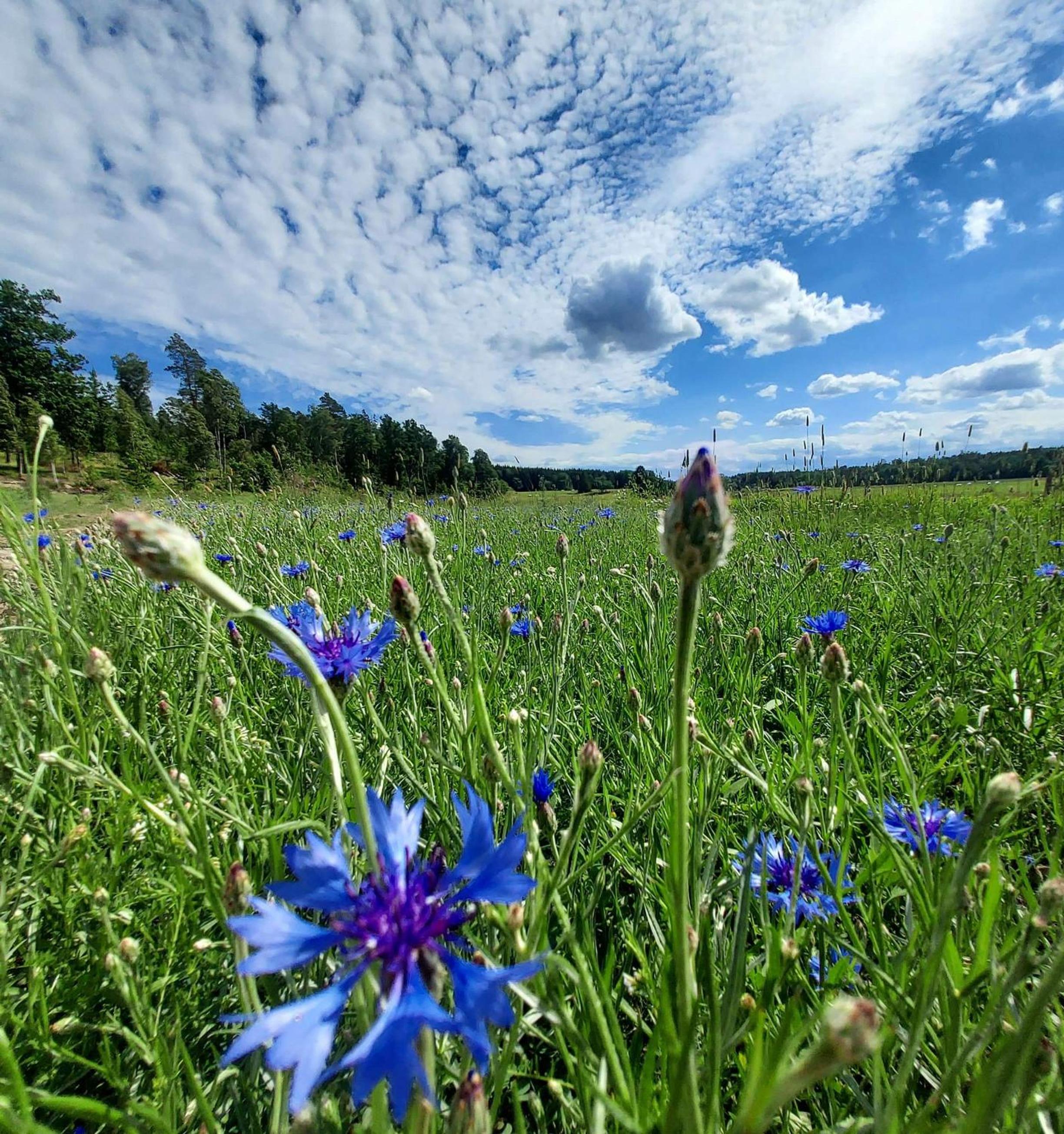 Resta gård bondgårdhotellrum