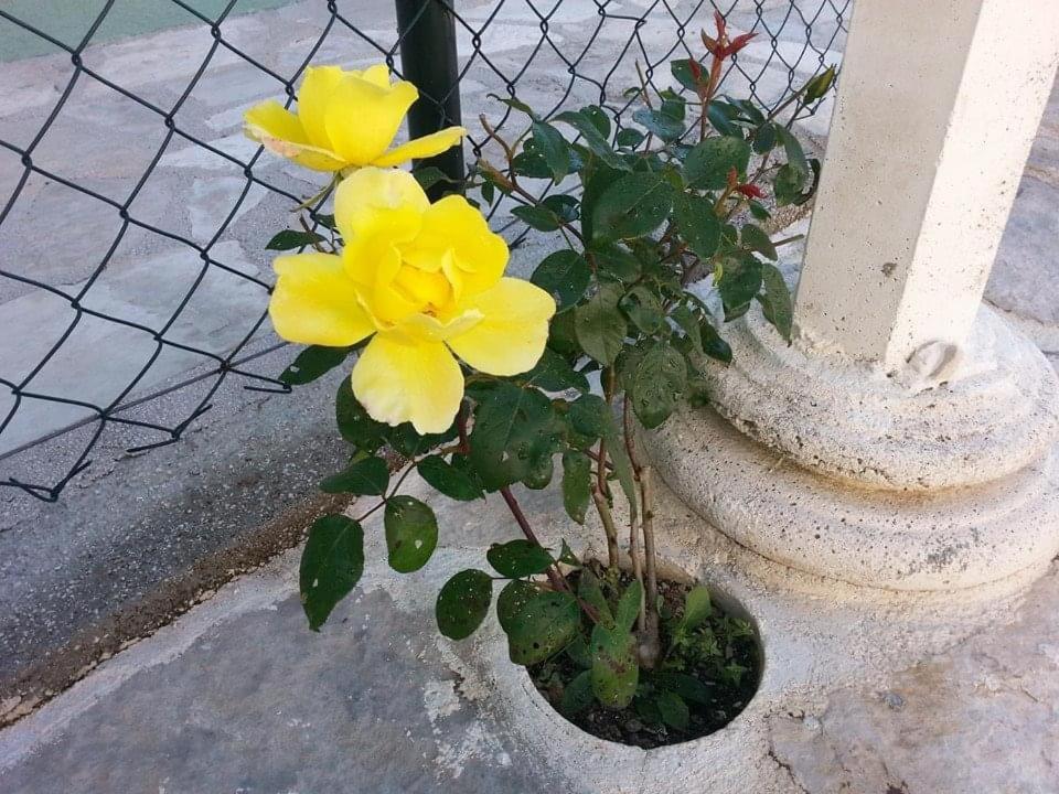 Photo 29
