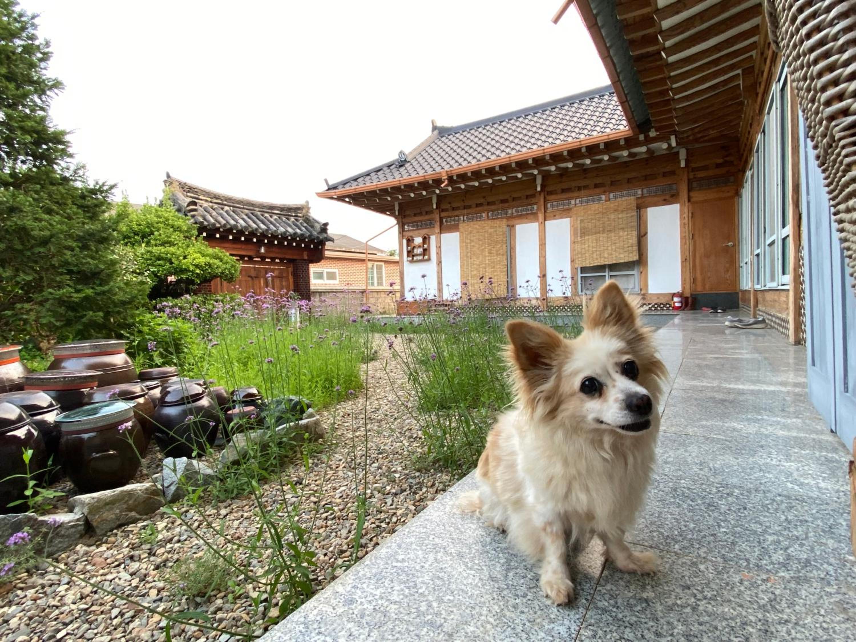 Verbena Hanok