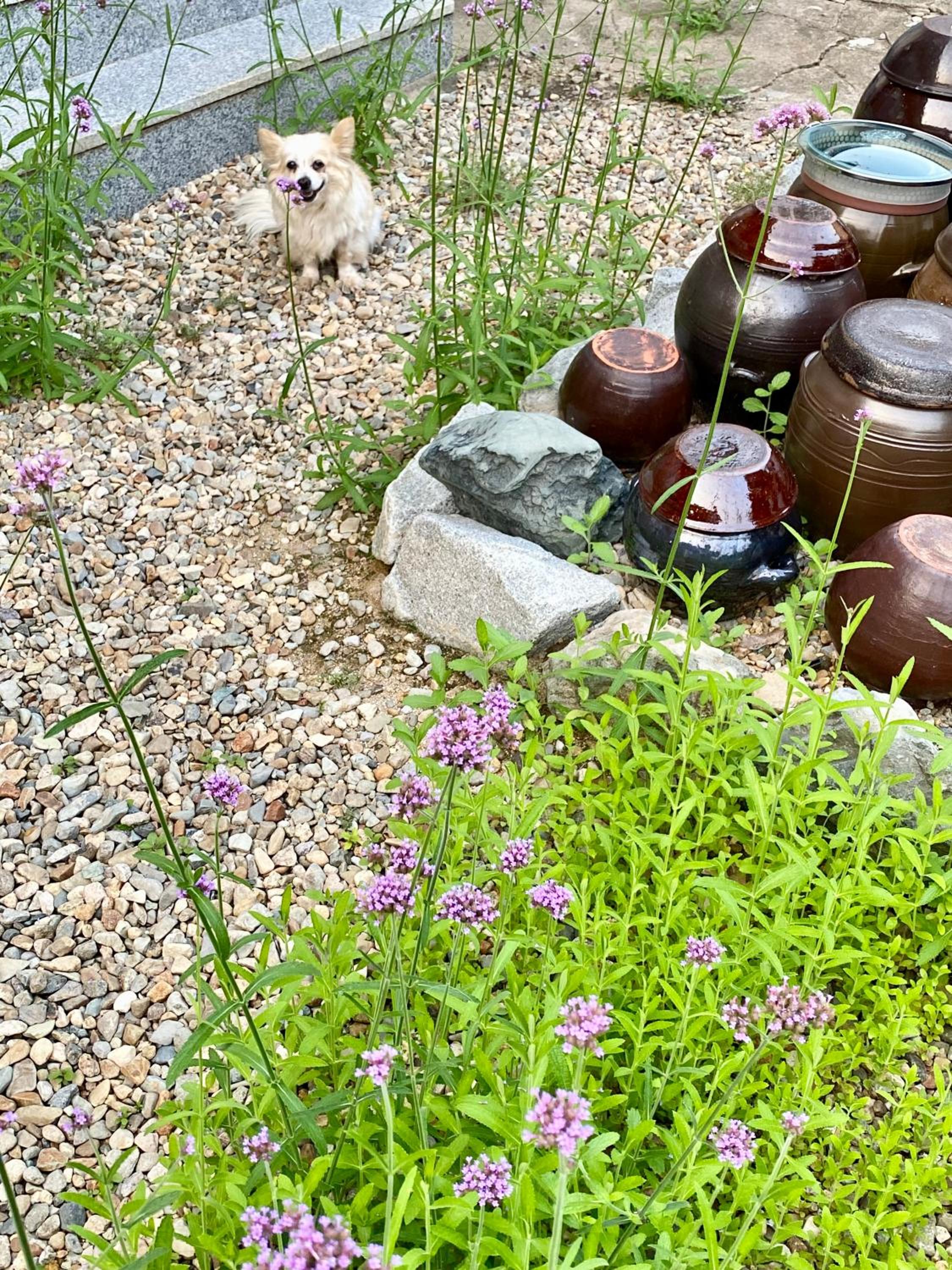 Verbena Hanok