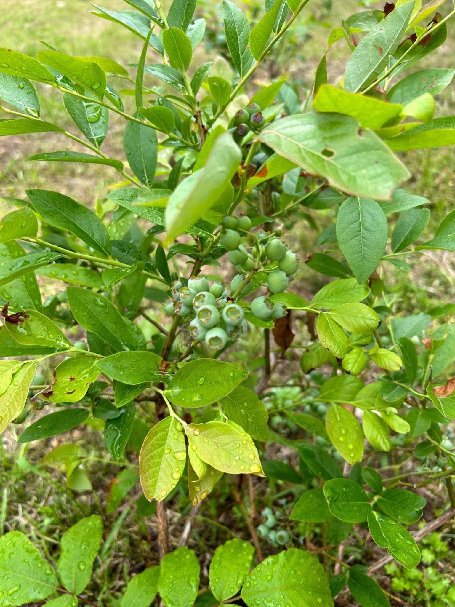 Photo 52
