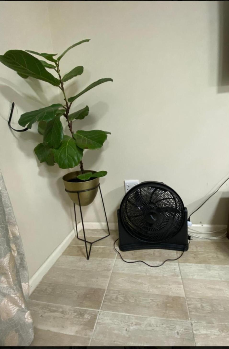 Cleo's Corner
