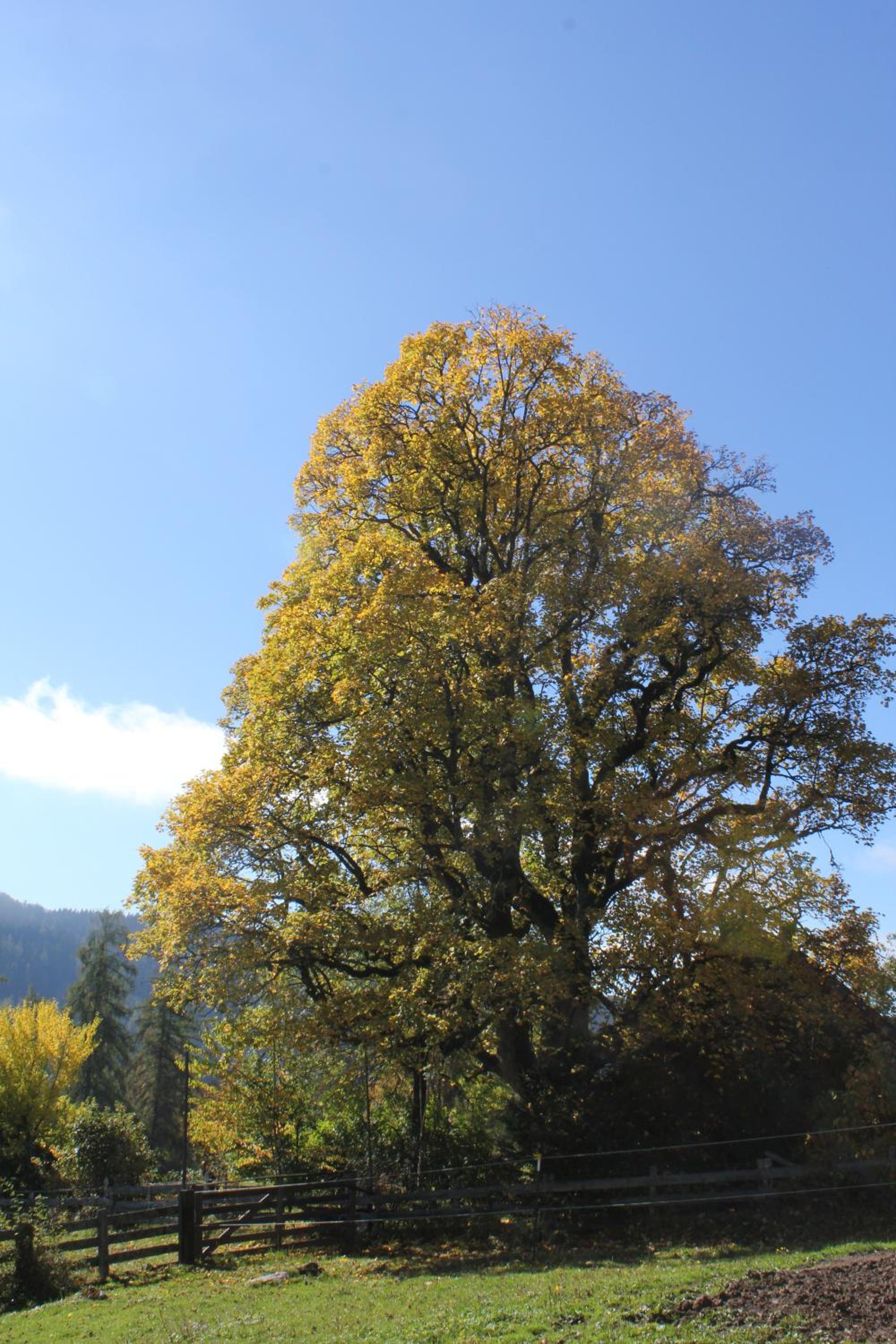 Pension Sonnwendhof