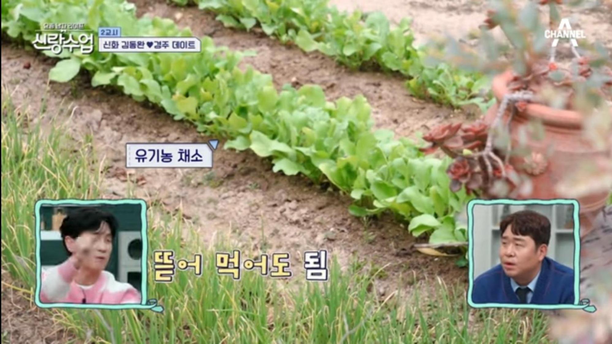 Verbena Hanok