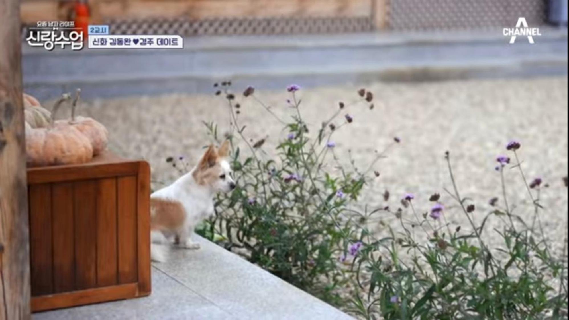 Verbena Hanok