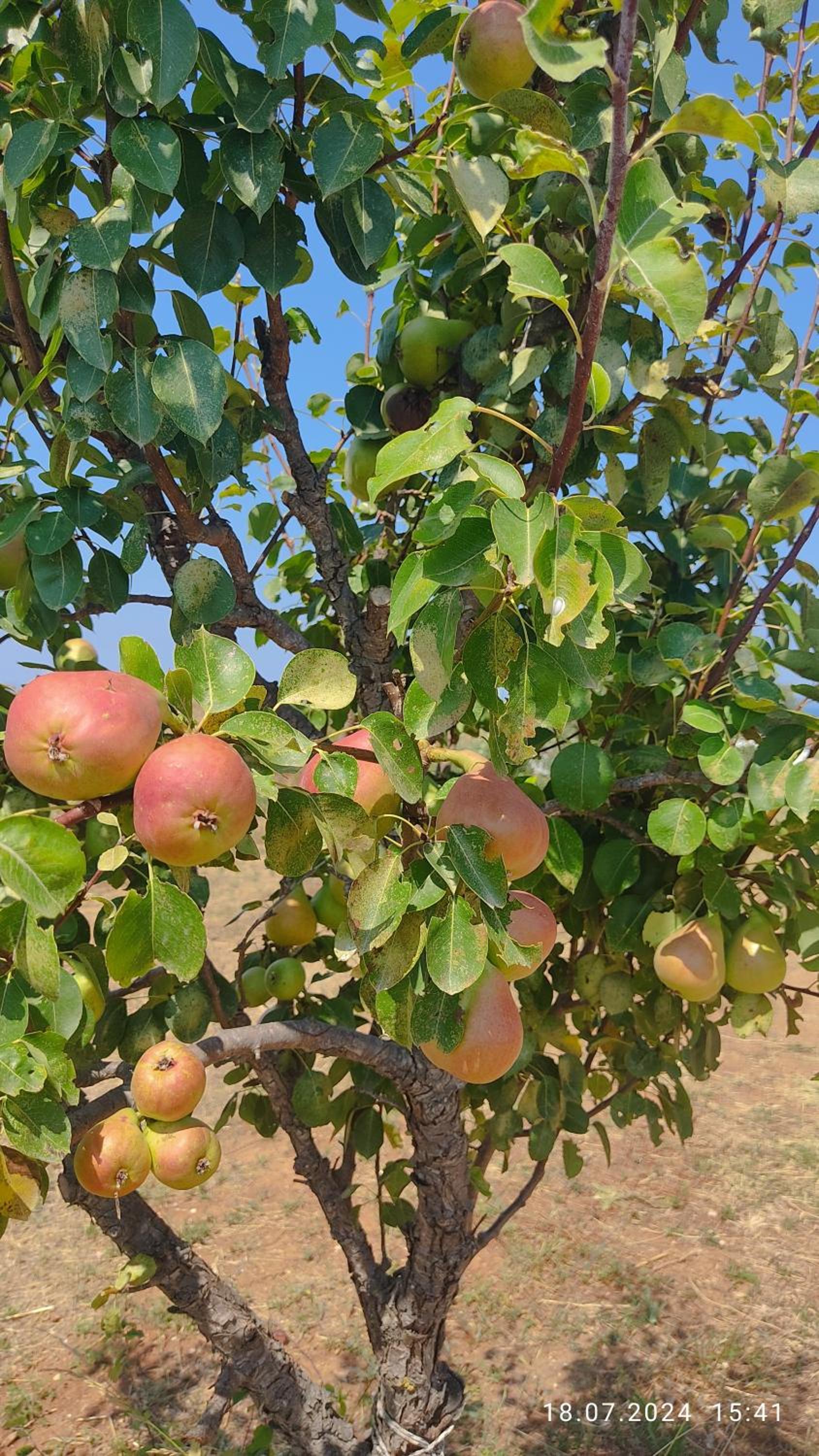 Kallithea Eco-Village