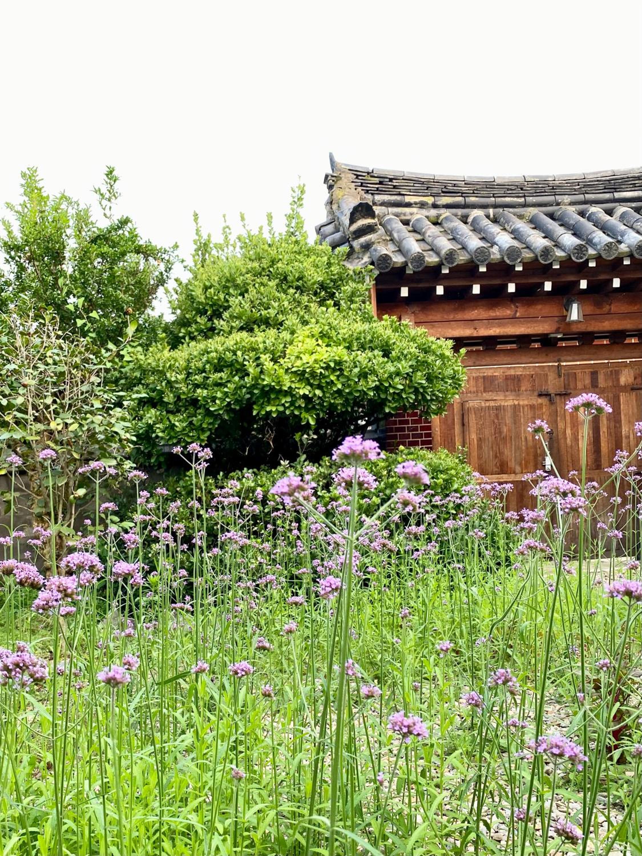Verbena Hanok
