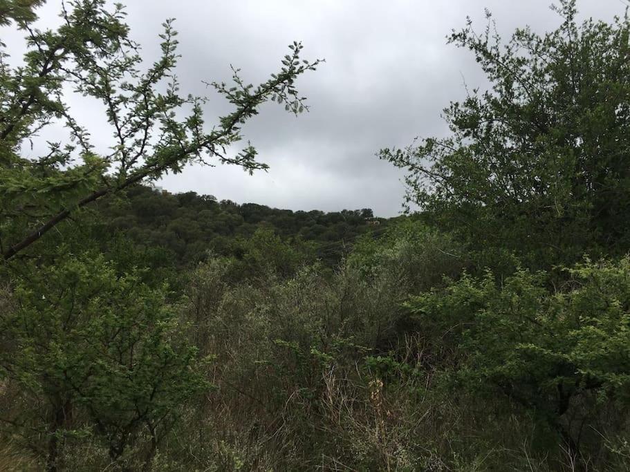 El rey de la montaña