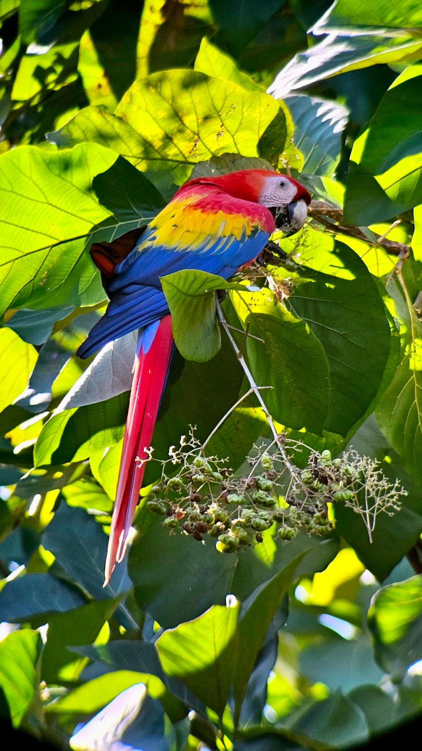 Ceibo Lodge, great birdwatching