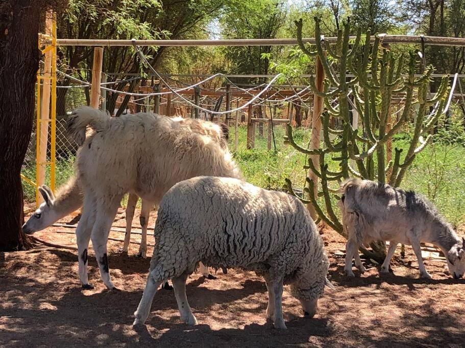 Alojamiento turístico en el desierto de Atacama - Tarapacá - La Tirana - Chile
