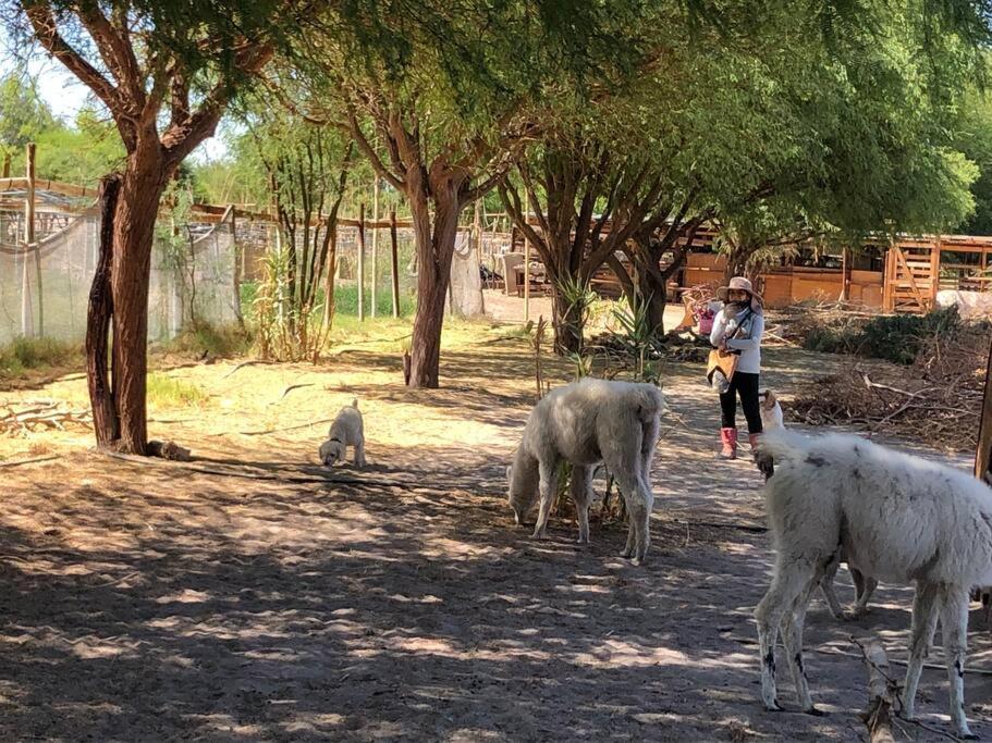Alojamiento turístico en el desierto de Atacama - Tarapacá - La Tirana - Chile