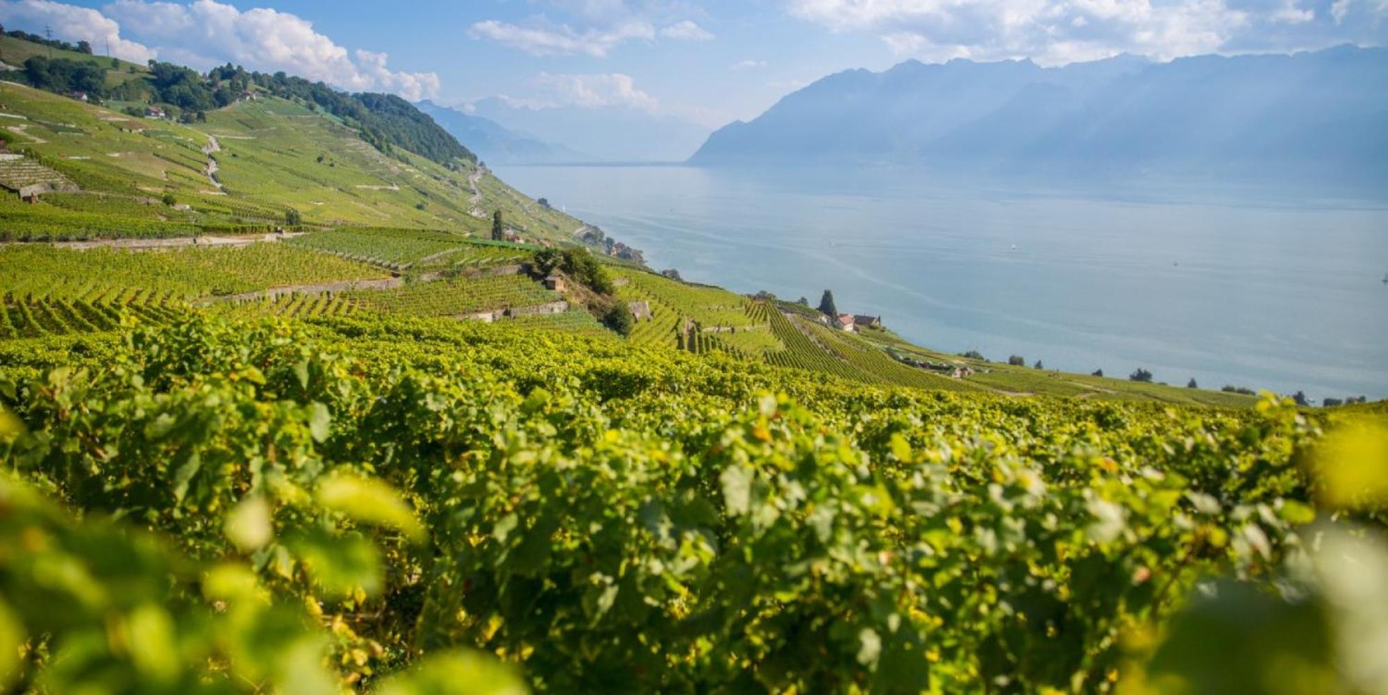 Close to Lake & Chillon Castle, New & Comfortable