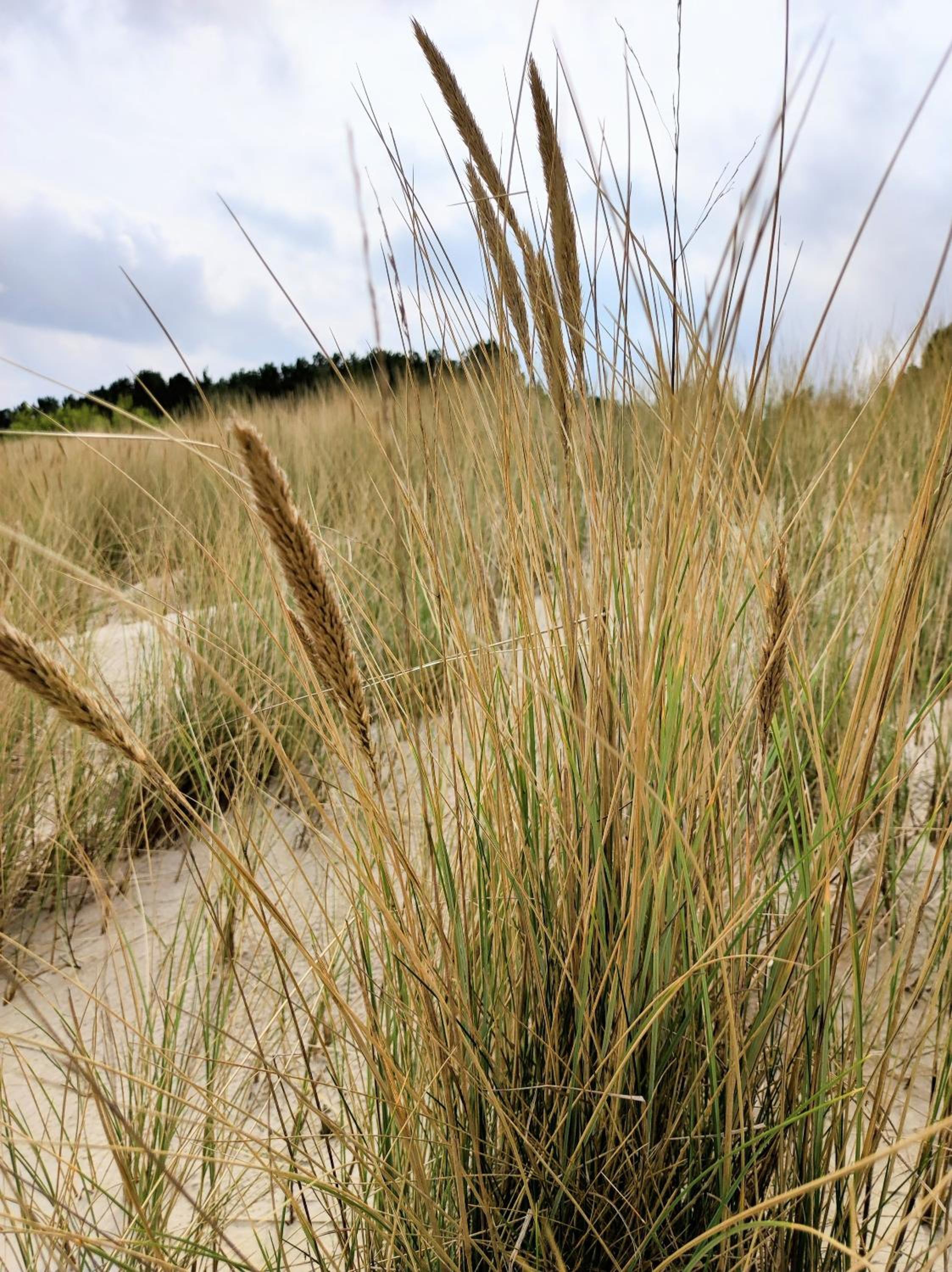 Ostseeperle Karlina
