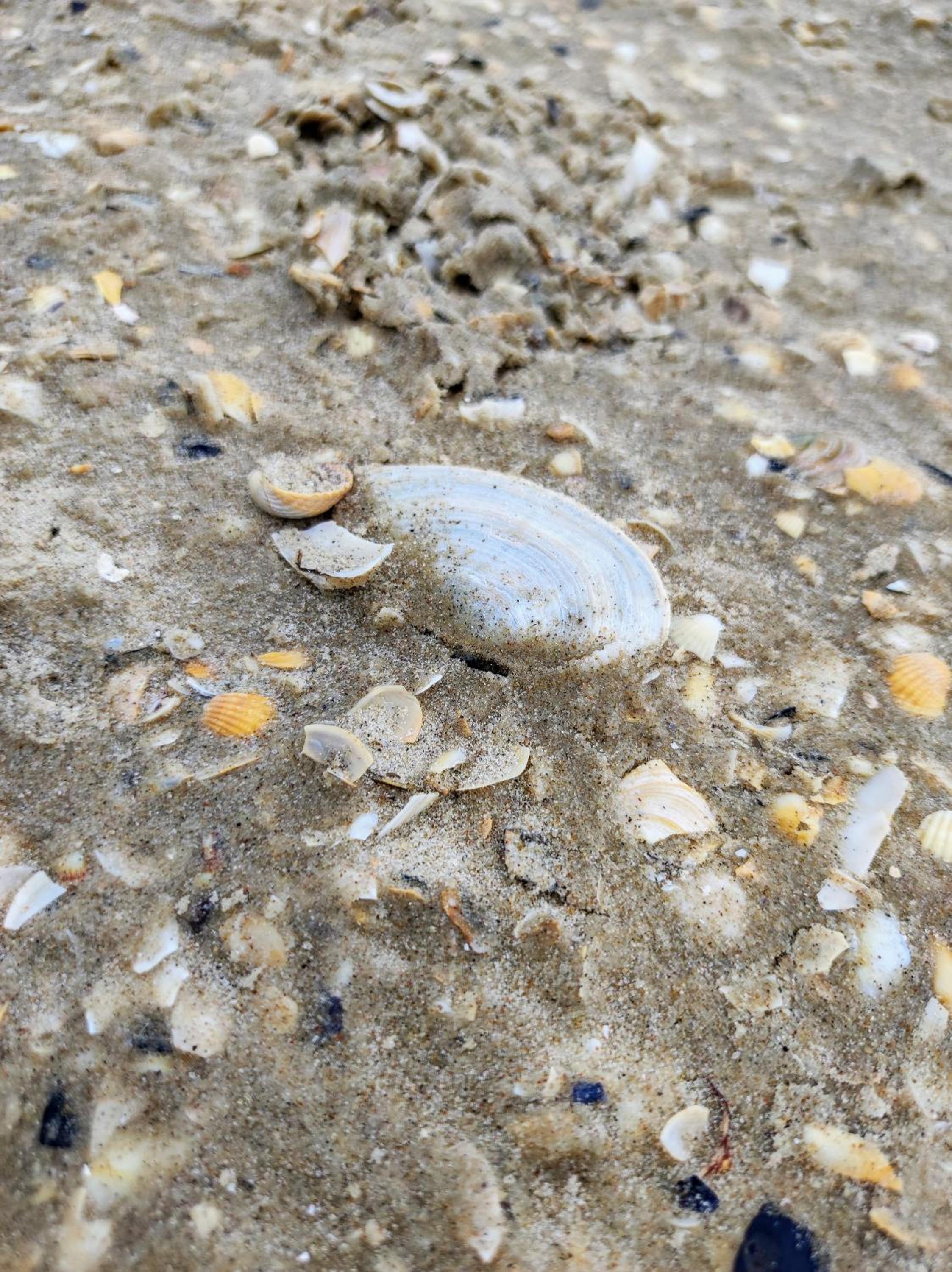 Ostseeperle Karlina