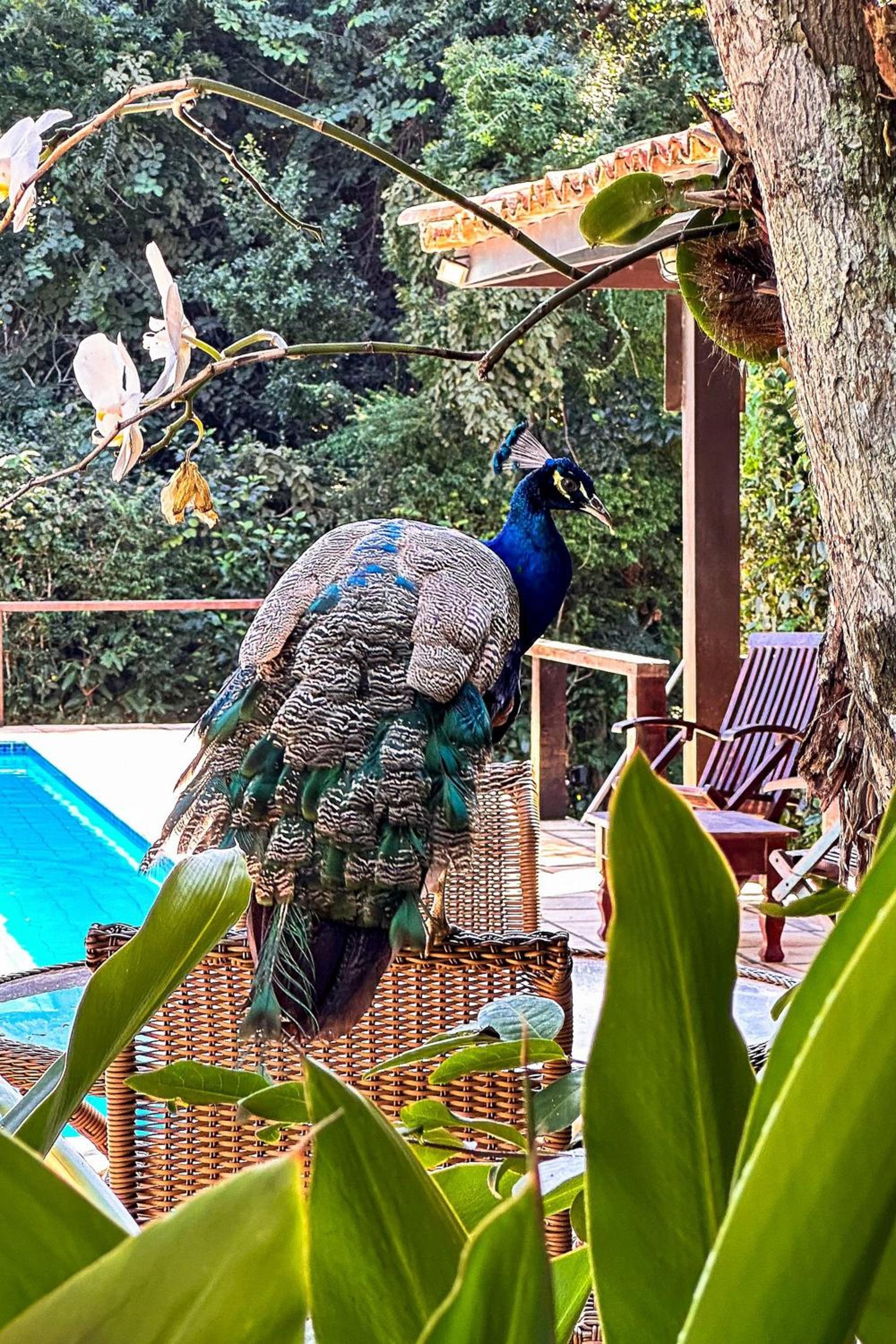 Casa com piscina a 600m da Rua das Pedras