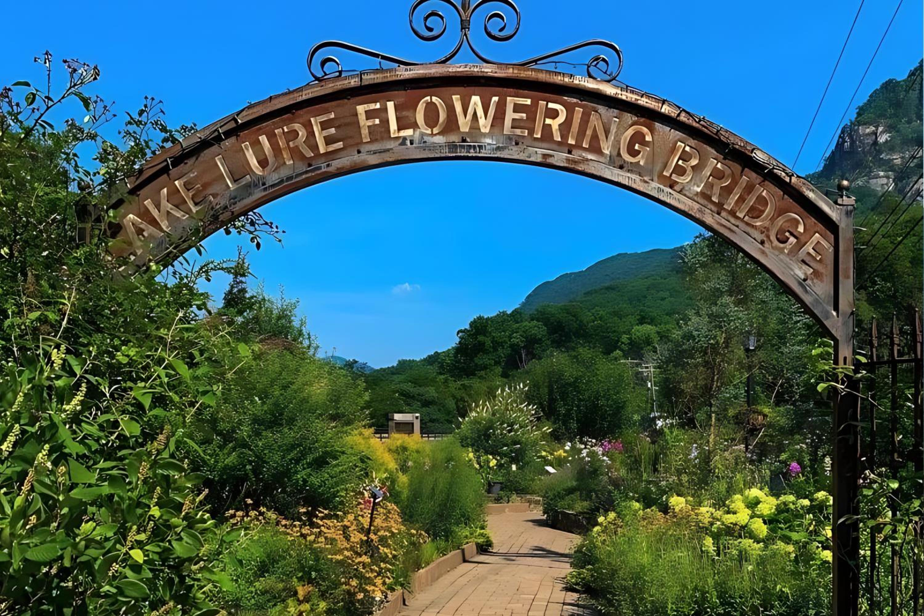 Dreaming Tree of Lake Lure