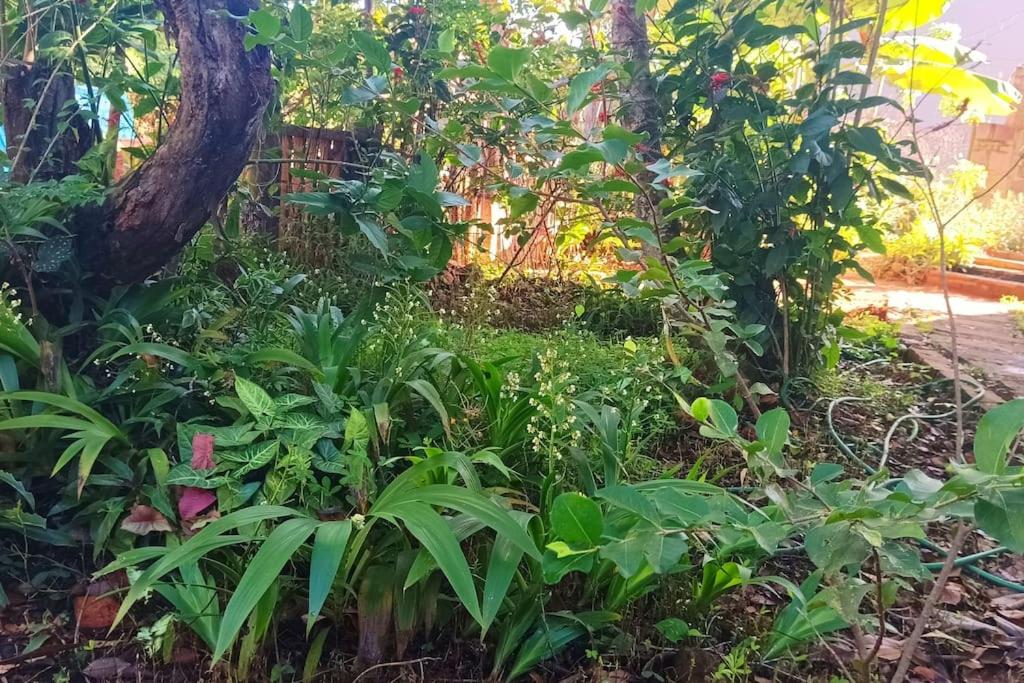 Casa Sustentável de Terra!