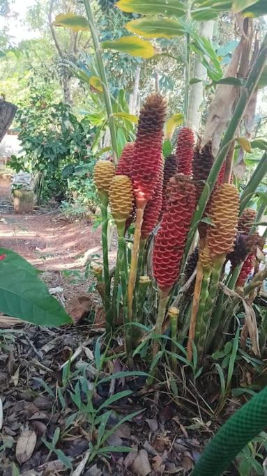 Casa Sustentável de Terra!