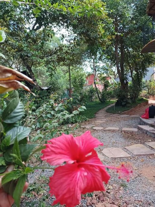 Casa Sustentável de Terra!