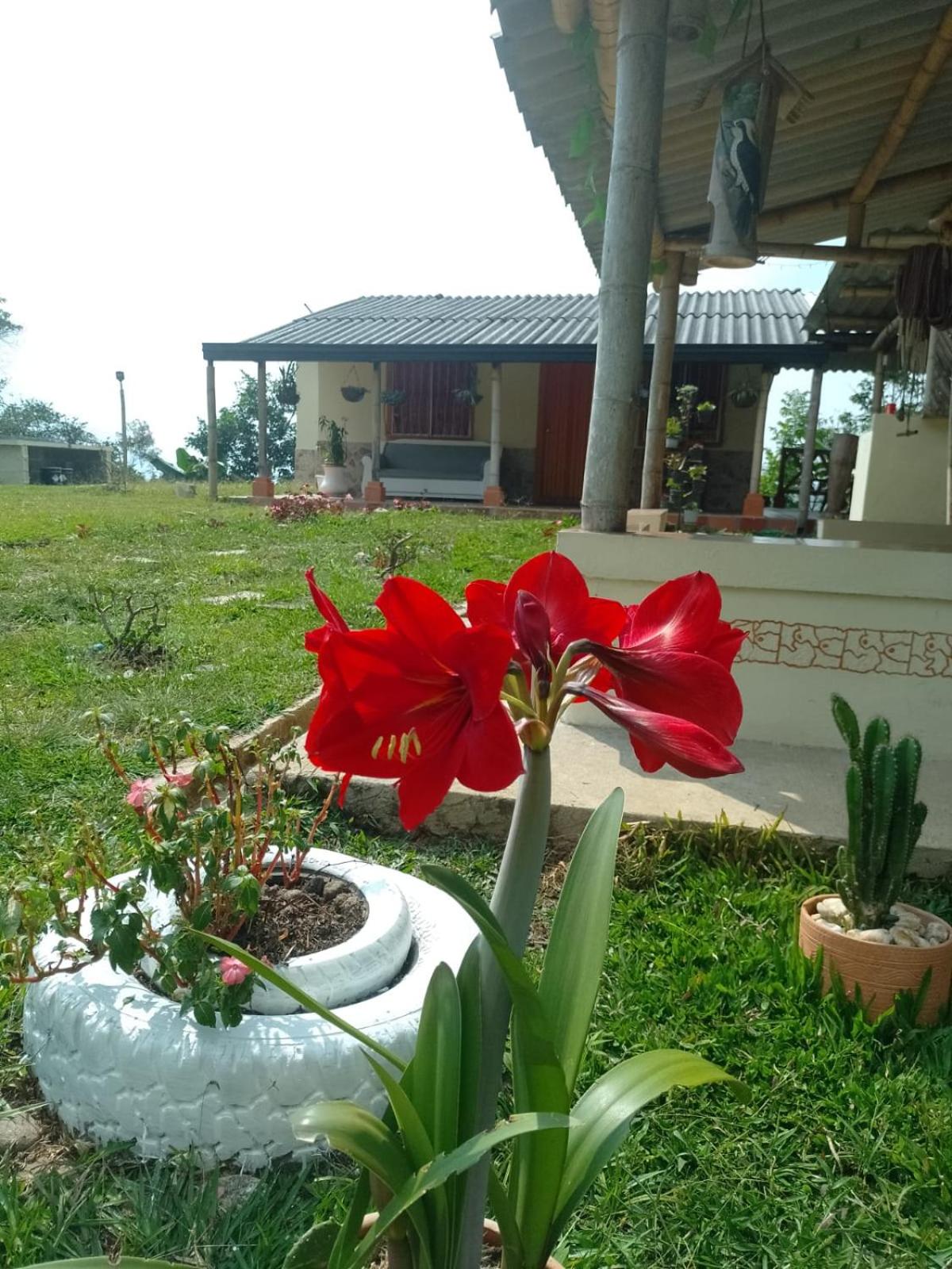 Finca La Palma