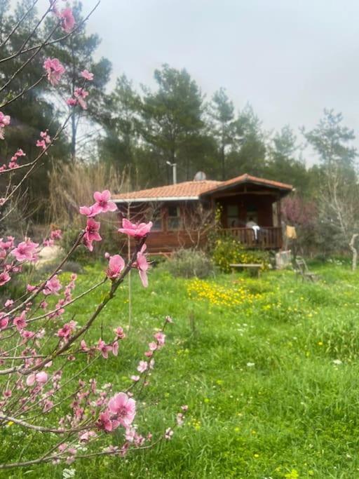 Derman bahçesi