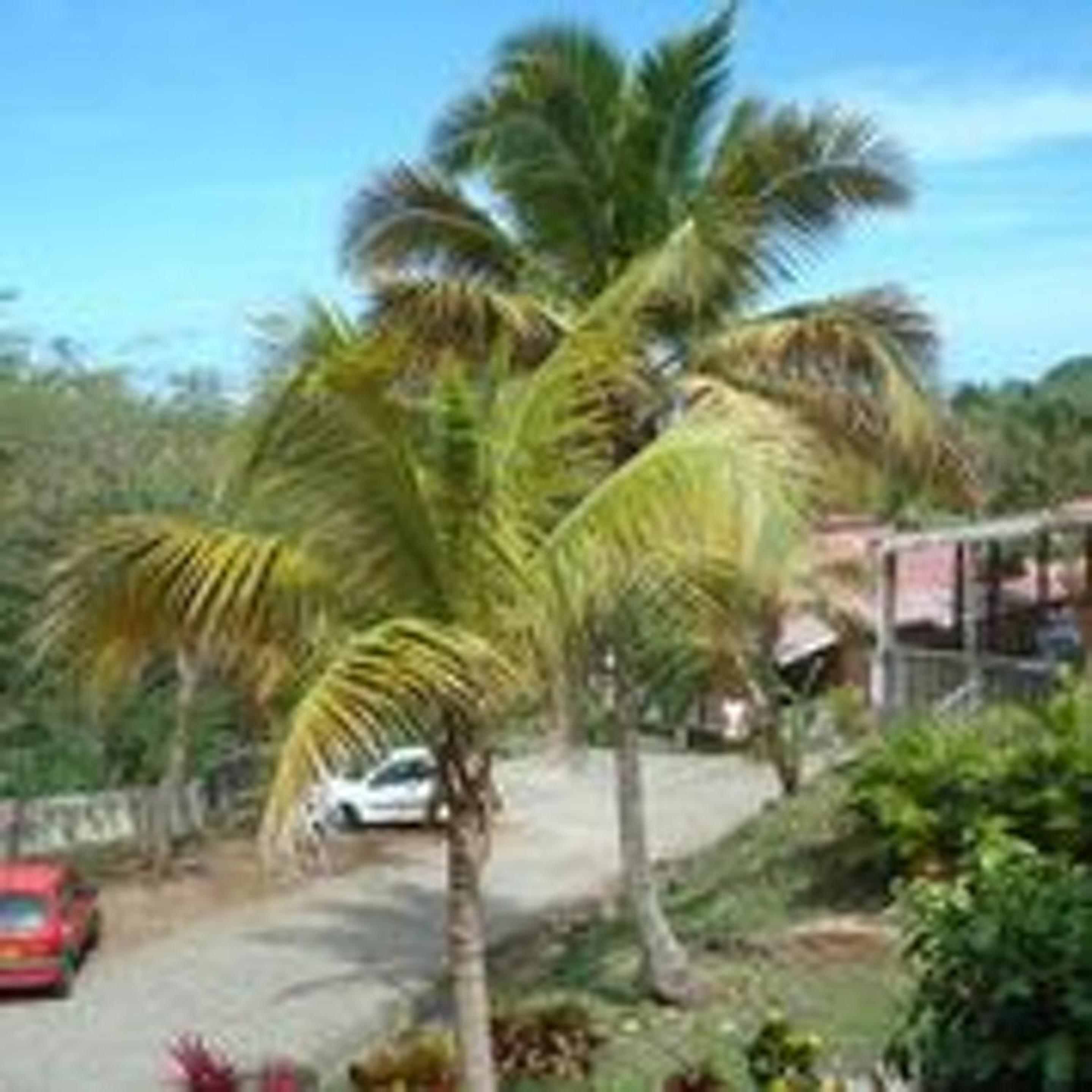 Bungalow charmant à Bouillante avec terrasse privée view 4