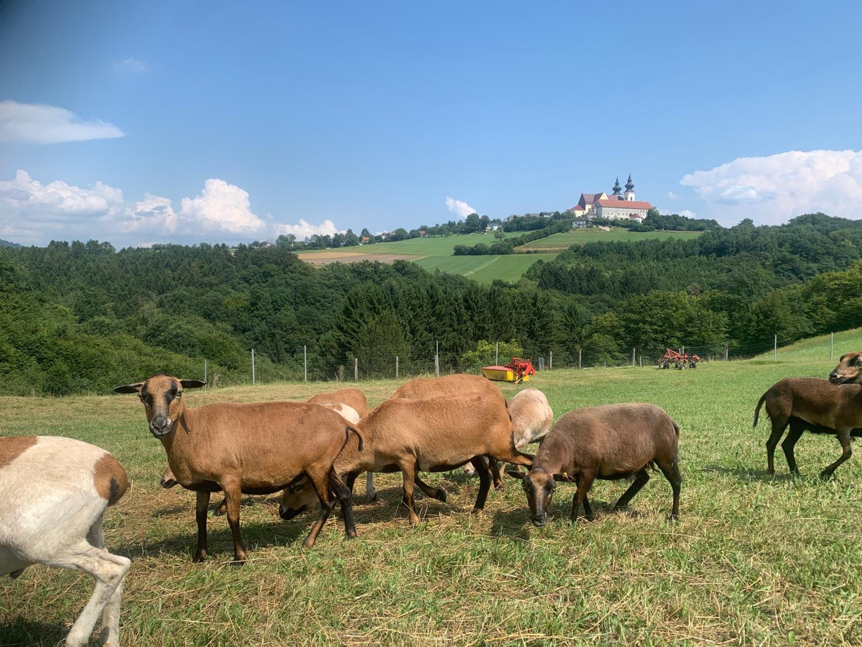 PilgerRosenhof