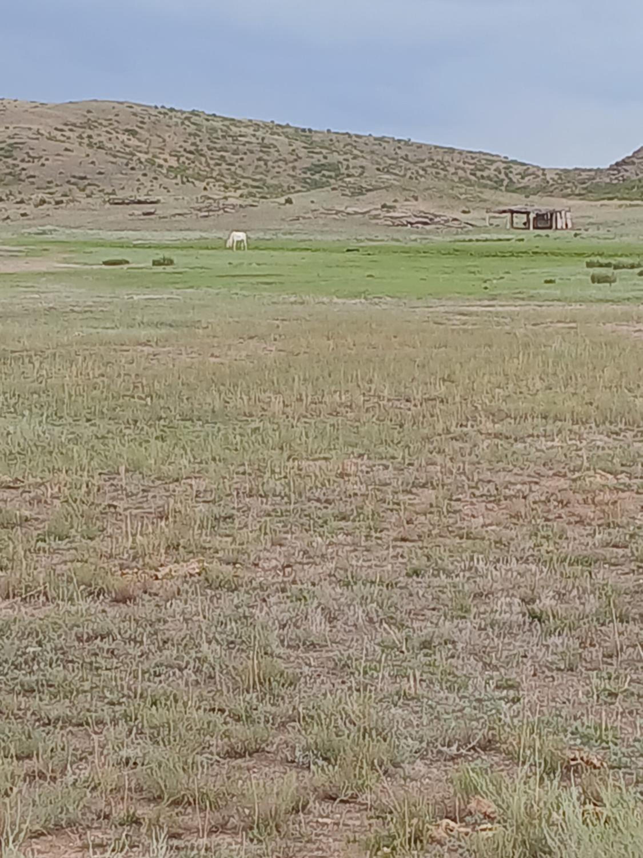 Jorga - Horses of nomads view 2