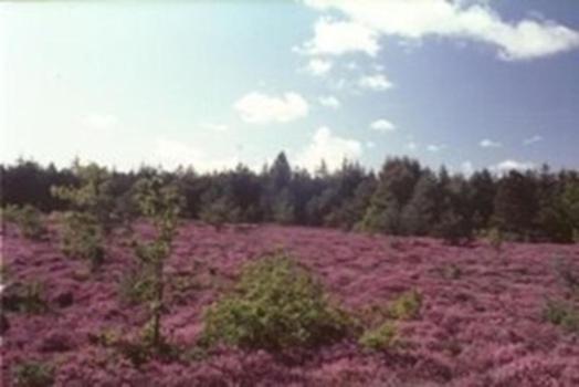 FEWO Wald&Meer