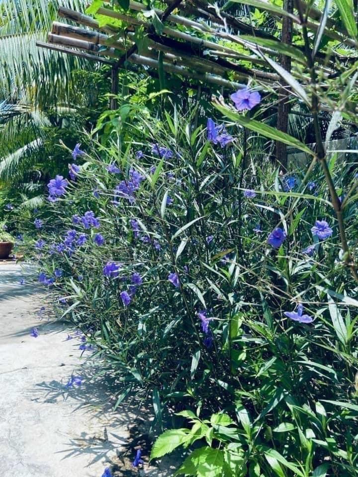 Homestay LâmLongLuân