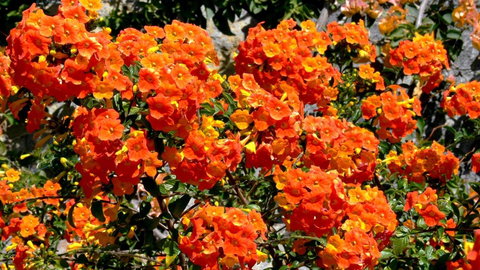 Photo 42