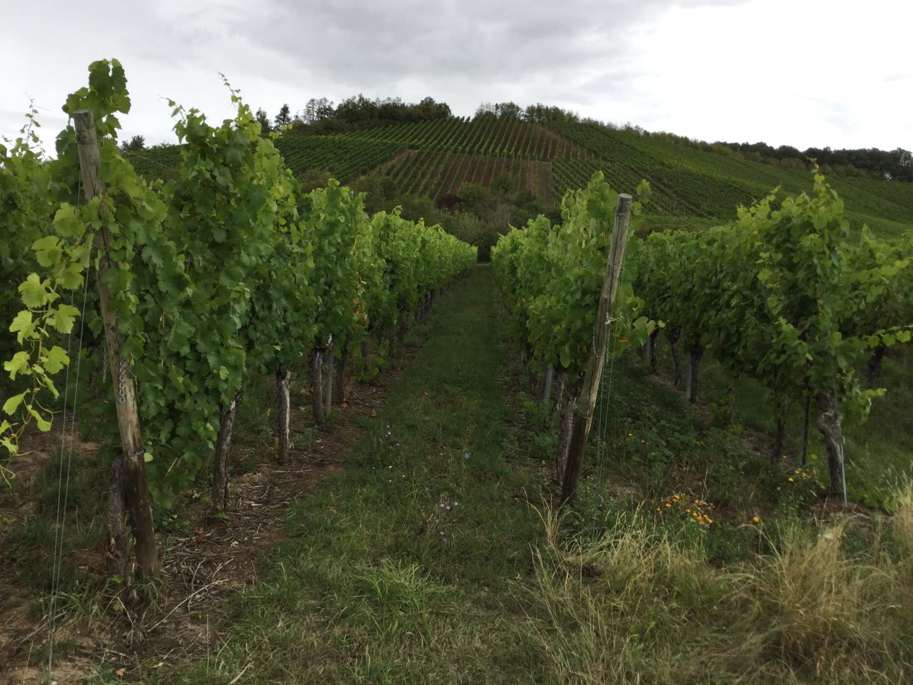 Ferienwohnung Silvaner in fränkischer Weinregion